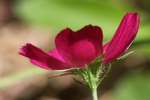 Fringed Poppy Mallow