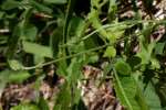 Fringed Poppy Mallow