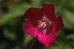 Fringed Poppy Mallow