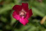 Fringed Poppy Mallow