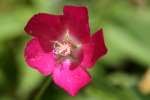 Fringed Poppy Mallow