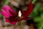 Fringed Poppy Mallow