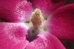 Fringed Poppy Mallow