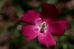 Fringed Poppy Mallow