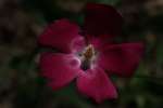 Fringed Poppy Mallow