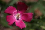 Fringed Poppy Mallow