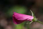 Fringed Poppy Mallow