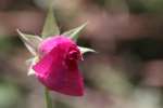 Fringed Poppy Mallow