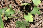 Fringed Poppy Mallow