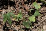 Fringed Poppy Mallow