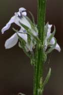 Great Lobelia