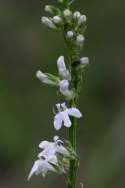 Great Lobelia