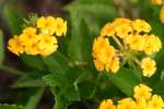 Texas Lantana