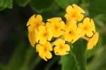 Texas Lantana