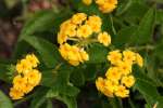 Texas Lantana