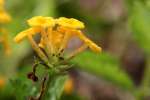 Texas Lantana