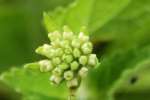 Texas Lantana