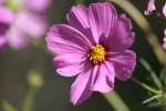 Swamp Coreopsis