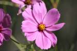 Swamp Coreopsis