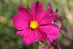 Swamp Coreopsis