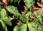 Toadshade / Red Trillium