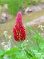 Crimson Clover