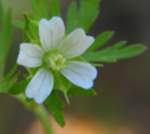 Wild Geranium