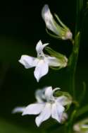 Great Lobelia