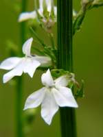 Great Lobelia