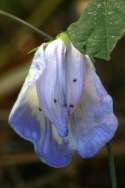 Spurred Butterfly Pea