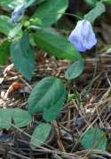 Spurred Butterfly Pea