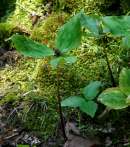 Toadshade / Red Trillium