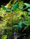 Toadshade / Red Trillium