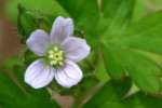 Wild Geranium