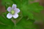 Wild Geranium