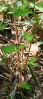 Wild Geranium