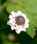 Lippia/ Liccorice Verbena