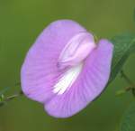 Spurred Butterfly Pea