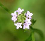 Lippia/ Liccorice Verbena