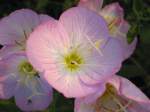 Showy Evening Primrose