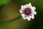 Lippia/ Liccorice Verbena