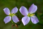 Virginia Meadow Beauty