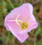 Showy Evening Primrose