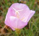 Showy Evening Primrose