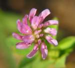 Persian Clover