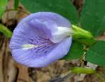 Spurred Butterfly Pea