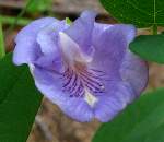 Spurred Butterfly Pea