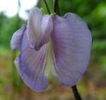 Spurred Butterfly Pea