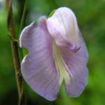 Spurred Butterfly Pea