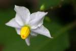 Horse Nettle / Bull Nettle